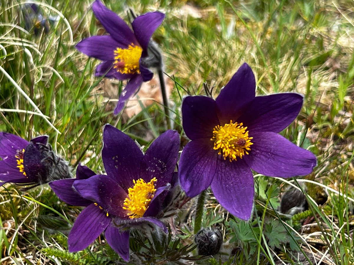 Pulsatilla has been blooming strong in the calcareous soils around Uppsala. Honeybees and solitary bees seem to be enjoying the feast!