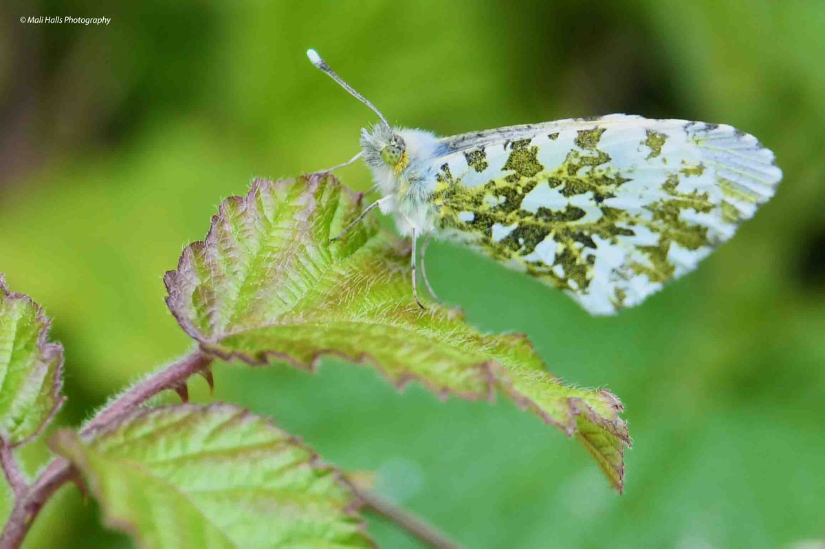 Butterflies. Not my forte, and taken with my 500mm lens that I use for birding photography.