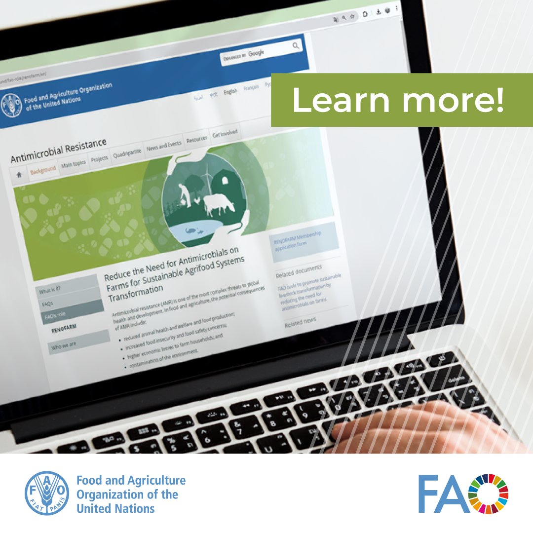 Agrifood systems need to undergo progressive transformation to reduce the need for antimicrobials and address the growing threat of #AntimicrobialResistance.🌱💊

Learn how @FAO is supporting countries and join the initiative!

🔗: bit.ly/3UbC6UL
