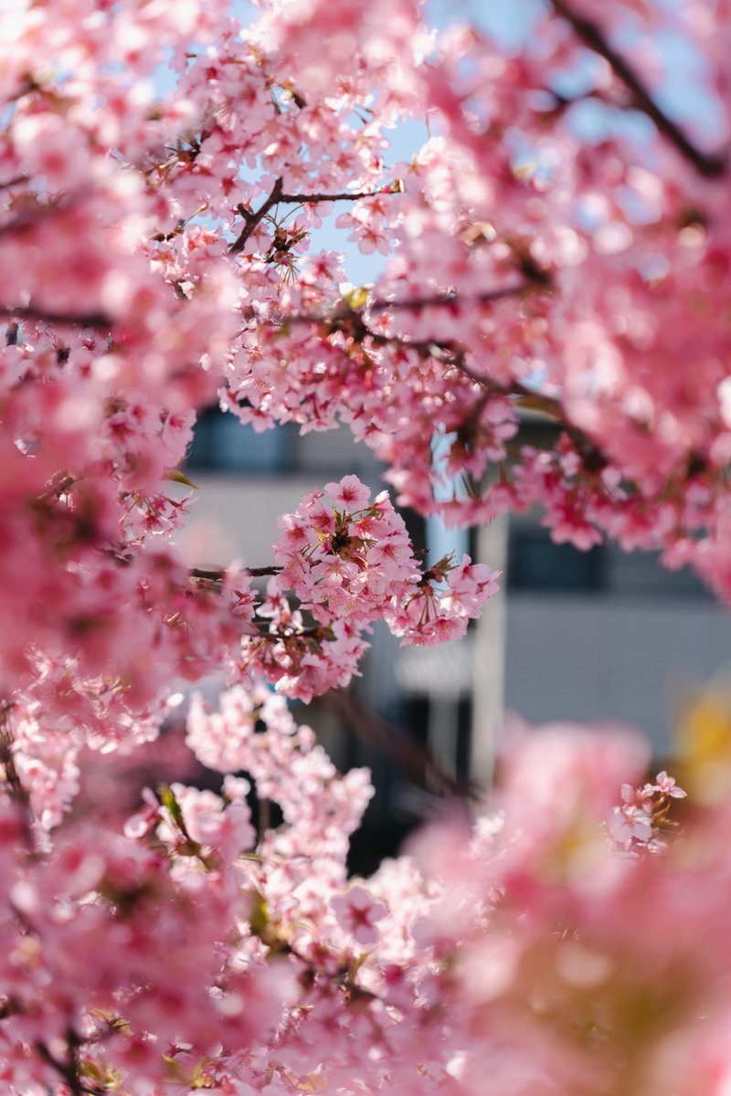 #桜前線 が終着の頃です。

#北海道 の道東、釧路や根室で、一番遅い #エゾヤマザクラ や、#チシマザクラ が、開花を迎えます。

1月の #沖縄 から走り出した桜前線は、4ヶ月余りをかけて北海道まで、長い旅をもうすぐ終えます。