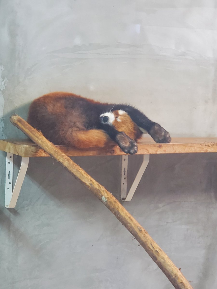 今朝のレッサーパンダ、ホーマーさん。いやそれでちゃんと寝れているの？と思わず突っ込んでしまうほどの芸術的な寝相でした😄 #日本平動物園　#レッサーパンダ　#寝相　#芸術的