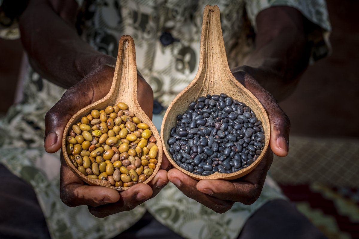 The Seed Gist celebrates the vital role that small-scale farmers play in preserving the diversity of our seed heritage. From traditional practices to innovative approaches that adapt to modern challenges.

Download our first edition: esaffuganda.org/_files/ugd/728…

#FarmerSeedLab