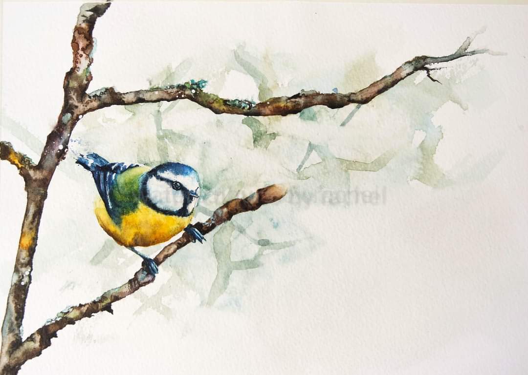 Blue Tit Happy Monday x #watercolour #watercolourpainting #bluetit #Devon #GardenBirds #inspiration #birds #Britishbirds #trees #painting #wildlife #artist #wildlifeart #paint #Garden #artist #art