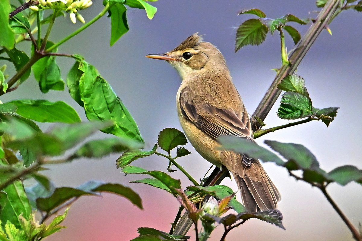 📷 Rousserolle verderolle - Acrocephalus palustris - Marsh Warbler. #birds #oiseau #nature #NaturePhotography #BirdTwitter