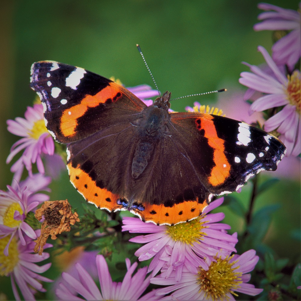 Bore da! 🌞 🌳 Did you get out into nature over the weekend? Let us know what you saw! 🐦 🐦 Wedi mynd allan i ganol byd natur dros y penwythnos? Gadewch ni wybod be welsoch chi! 🌳 📸 : Red Admiral / Mantell Goch - Chris Gomersall