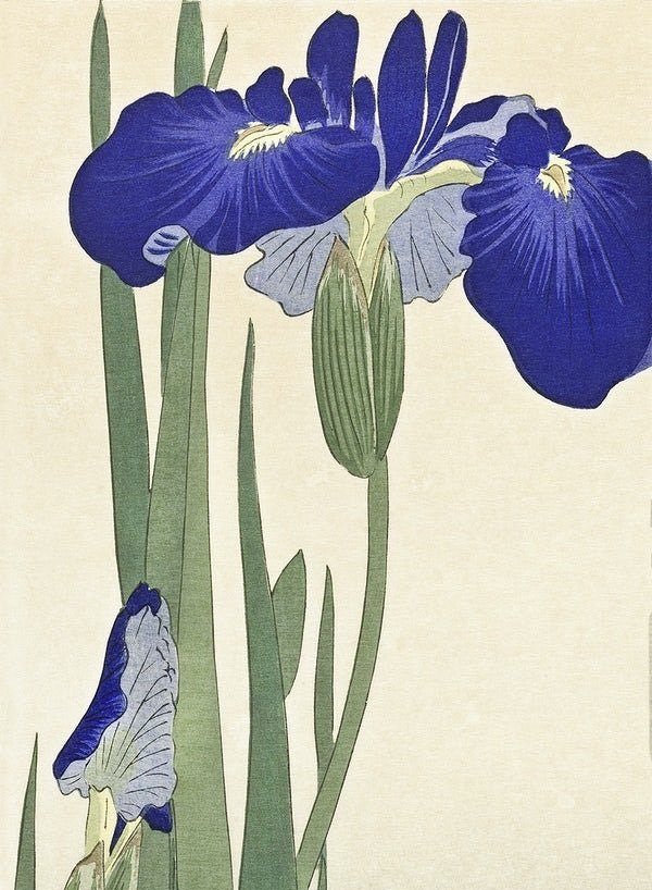Blue Irises c1900 #OharaKoson