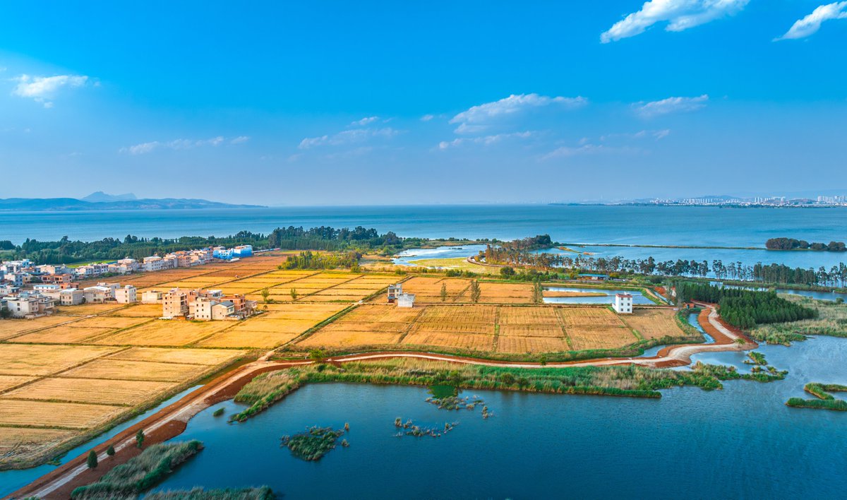 ZhengheHometown's tweet photo. Recently, Hezui Village in #Jinning District, celebrated a bumper harvest of wheat on its 380 mu. The main varieties, Yunmai 107 and Mianmai 47, were planted with meticulous care and scientific methods, the #wheat yield here reached an impressive 400 kilograms per mu. #晋宁 https://t.co/0ala5Ut1s3