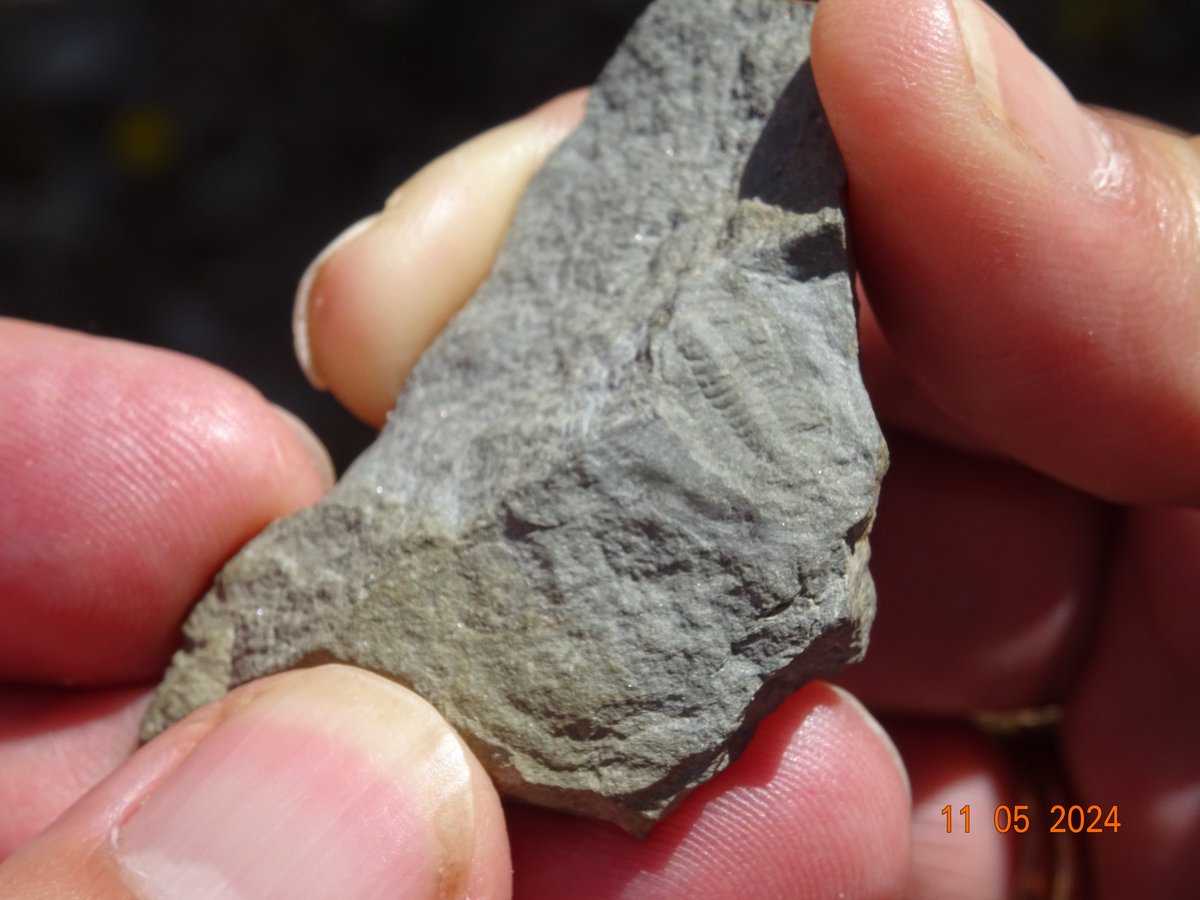 Magnifico dia de Geolodia en Córdoba. Como siempre, los organizadores dando lo mejor de ellos. En esta foto se observa el pequeño fósil de un trilobite que nos impactó a todos. Muchas gracias por todo. @Geolodia24