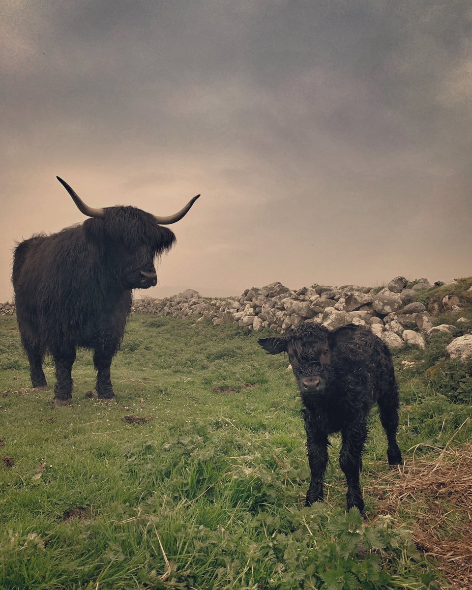 It’s Baby Coo Monday on the croft.
Lagertha had a wee girl during the night.
Her name…
Sorcha

🫶🏻

#MondayVibes #NewWeek #GoodVibesOnly #farming #croft #jefinuist #outerhebrides #Scotland #StormHour
