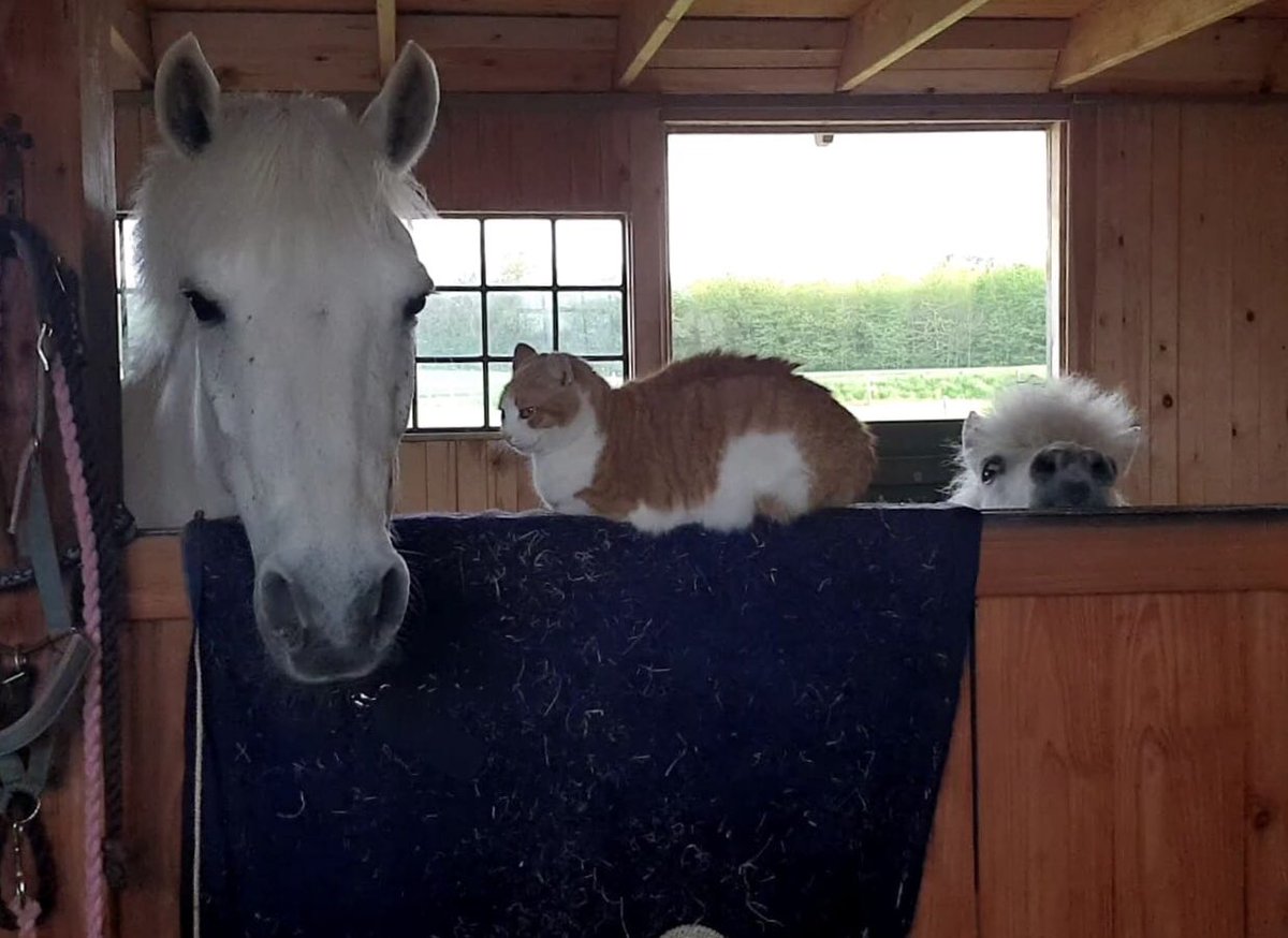Ready for another day? #ponyhour #ConnemaraPony #Cat #ShetlandPony