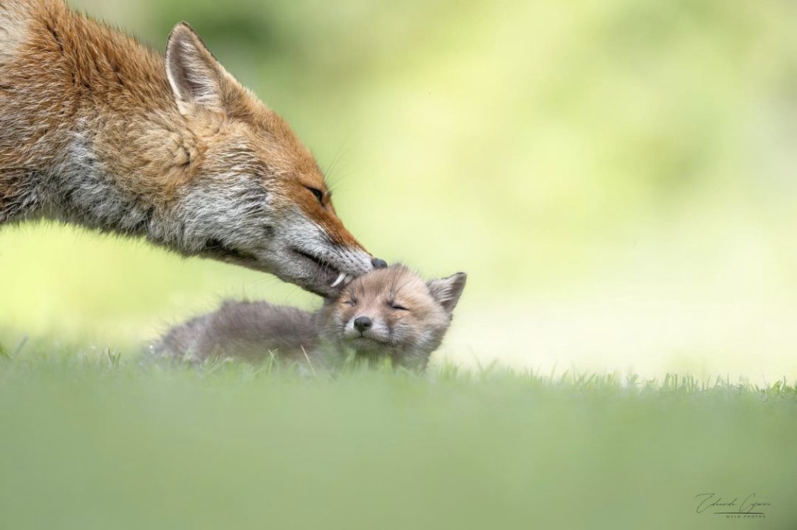 Have you seen any cubs yet ? This capture was shared by @edoardo_ciiferriph on Instagram #FoxOfTheDay
