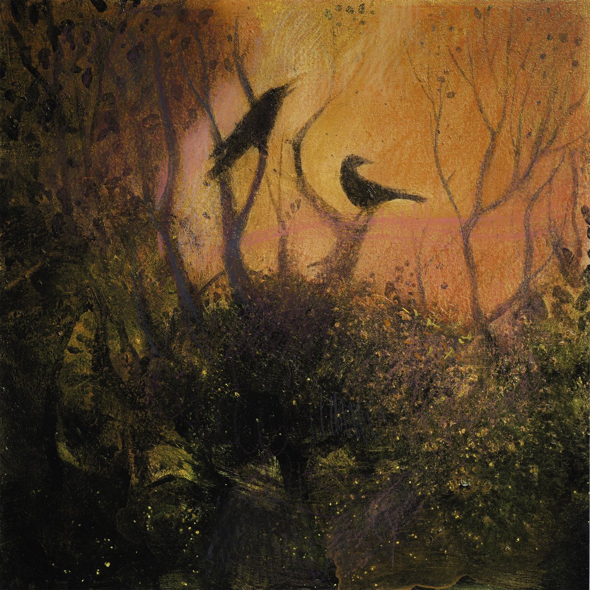 High up in ash trees
#darkling #sunset #crow