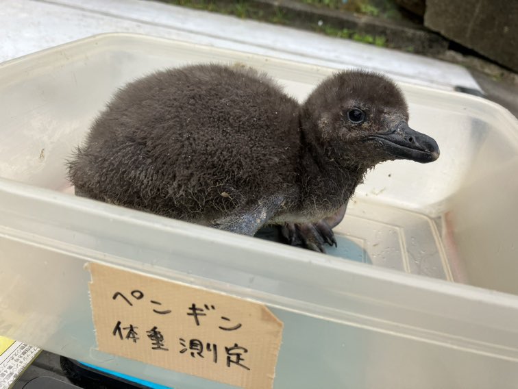 マゼランペンギンの愛称が決定しました🙌

詳しくはこちら↓
ikedazoo.jp/news/%e3%83%9e…