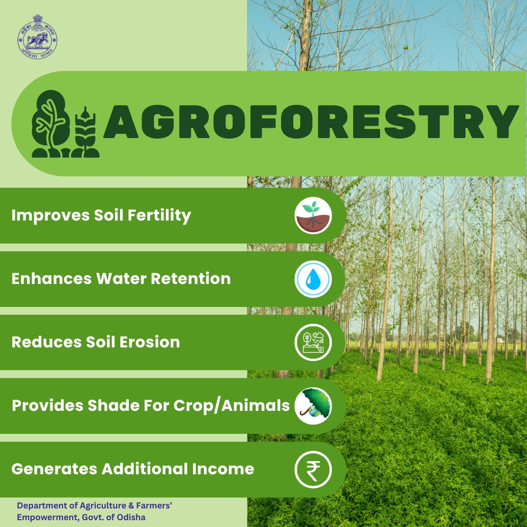 Embracing agroforestry transforms farming into a powerhouse of sustainability. Planting trees alongside crops doesn't just boost yields, it nurtures biodiversity, enriches the soil, and secures the future of our farmers.