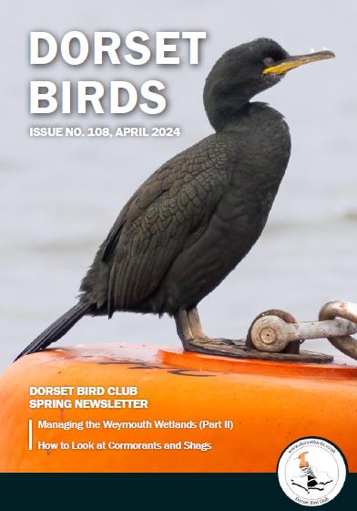 The latest Newsletter is on its way to Club members, with articles on managing the Weymouth RSPB wetland reserves by David Morphew, identifying cormorants by @GeoffUpton3 and much more. Plus a plug for our upcoming conference on Nature's Recovery, in Wimborne on 16th November