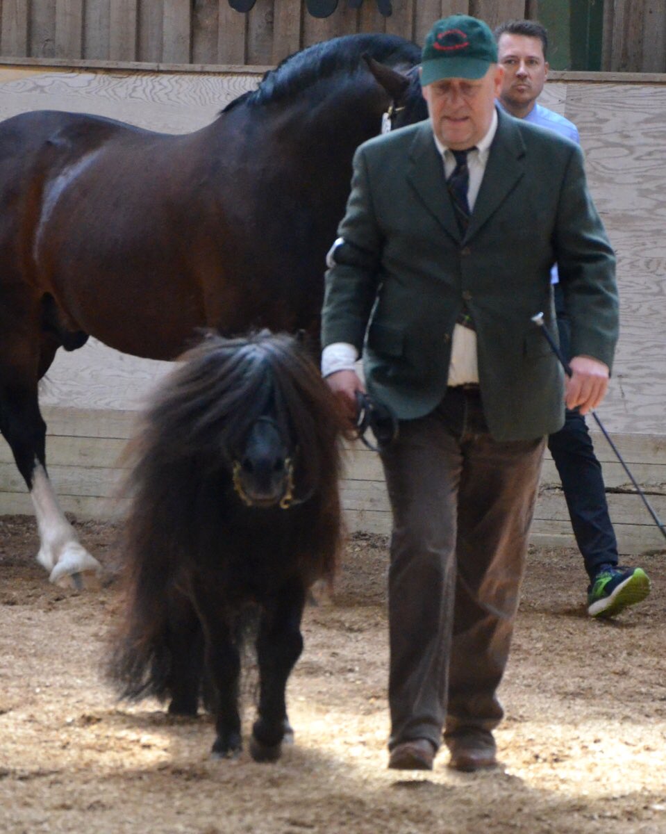 A little more from the jubilee pony show. Photos by our Connemara pony friend Ebba Nørgaard. 
#ponyhour #ShetlandPony #PonyBreeds #NativePony #ShowPony