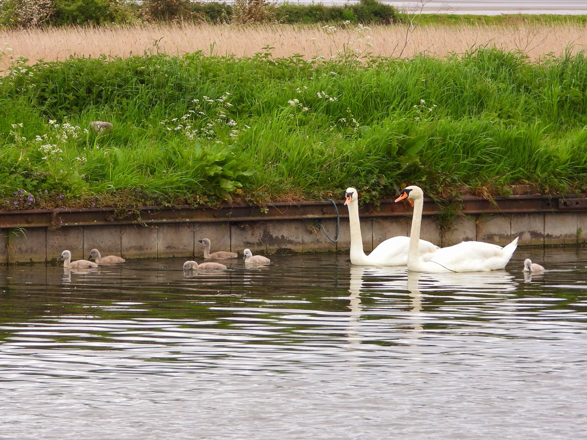 #GlosBirds Splatt early morning, an unusually quiet Cuckoo in the trees next to the towpath. On the flashes 2 Redshanks, 2 Lapwings, 3 Little Egrets, 3 Grey Herons 4 Gadwall and 5 Shelducks. On the canal the Mute Swan family 2 adults with 6 cygnets.