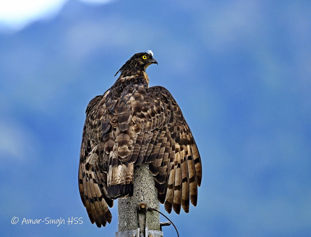 Oriental Honey-buzzard (Pernis ptilorhynchus) A very wet morning and a female drying out the feathers. #BirdsSeenIn2024 #Ipoh #Perak #Malaysia @Avibase @orientbirdclub @IndiAves