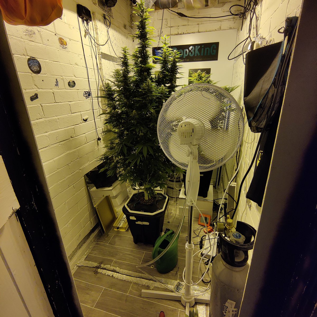 Good morning everyone happy Monday have a good one 💯💚💨💨💨💚💯 A quick pick of the grow room roughly 4 weeks of flower #CannaLand #CannabisCommunity #growyourown #growmies #StonerFam #Mmemberville