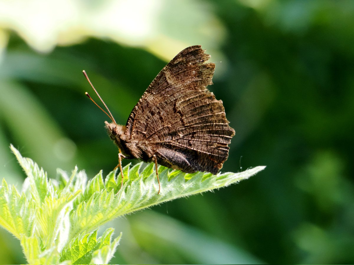 We all love the colours & patterns on our butterflies 🦋 but, Iike me never appreciate the structure & details on the underside of their beautiful wings. #peacock @suffolksnaps @suffolkwildlife