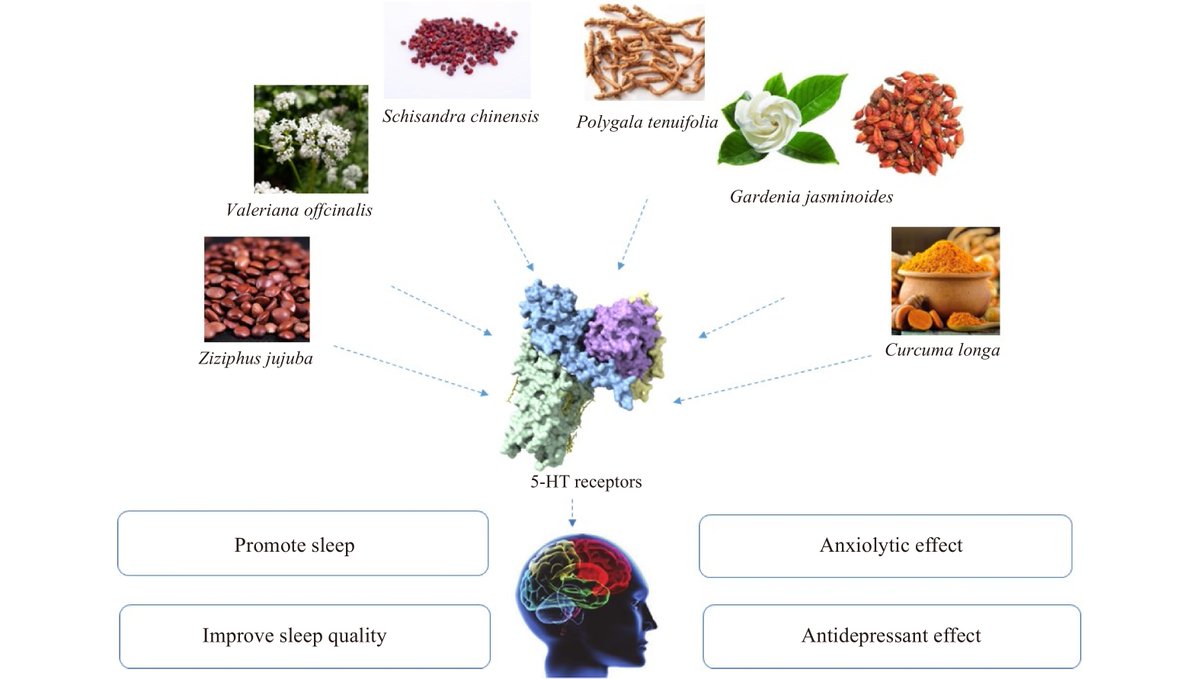 Check out this systematic review of herbal medicines for insomnia through regulating 5-hydroxytryptamine receptors cjnmcpu.com/en/article/doi… #HerbalMedicines #Insomnia #5-HT receptors @sciencedirect