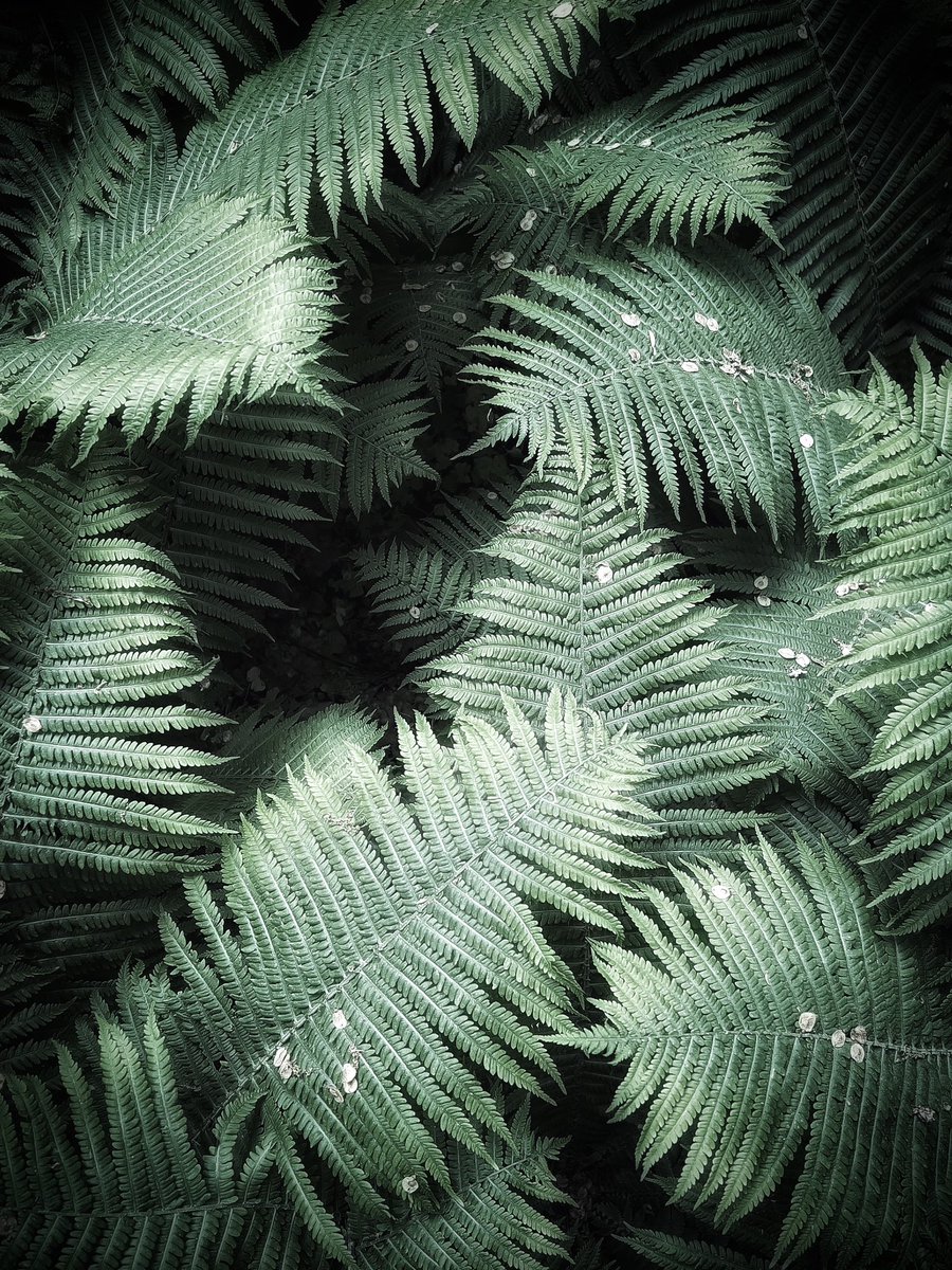 Green, a colour of calm 🖤 #ThePhotoHour #shotoniphone #mobilephotography #nature