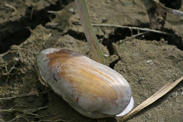 OXYTRADINGLYON's tweet photo. Traitement molluscicide à l'ozone #desinfection  #ozonewater #eauozonee #ozone #ozonation #generateurozone #generateurdozone  https://t.co/8T8Z7d8ft9 https://t.co/FcDaCYEHbW