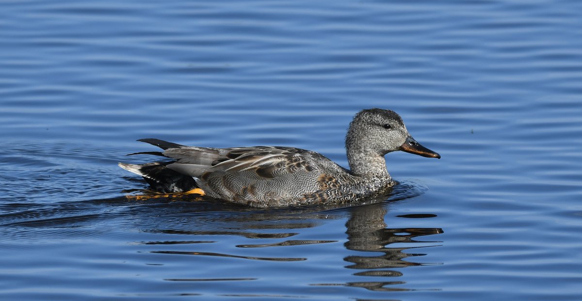 Tufted Duck & Gadwall at Loch Leven. @VisitLochLeven #TwitterNatureCommunity #TwitterNaturePhotography