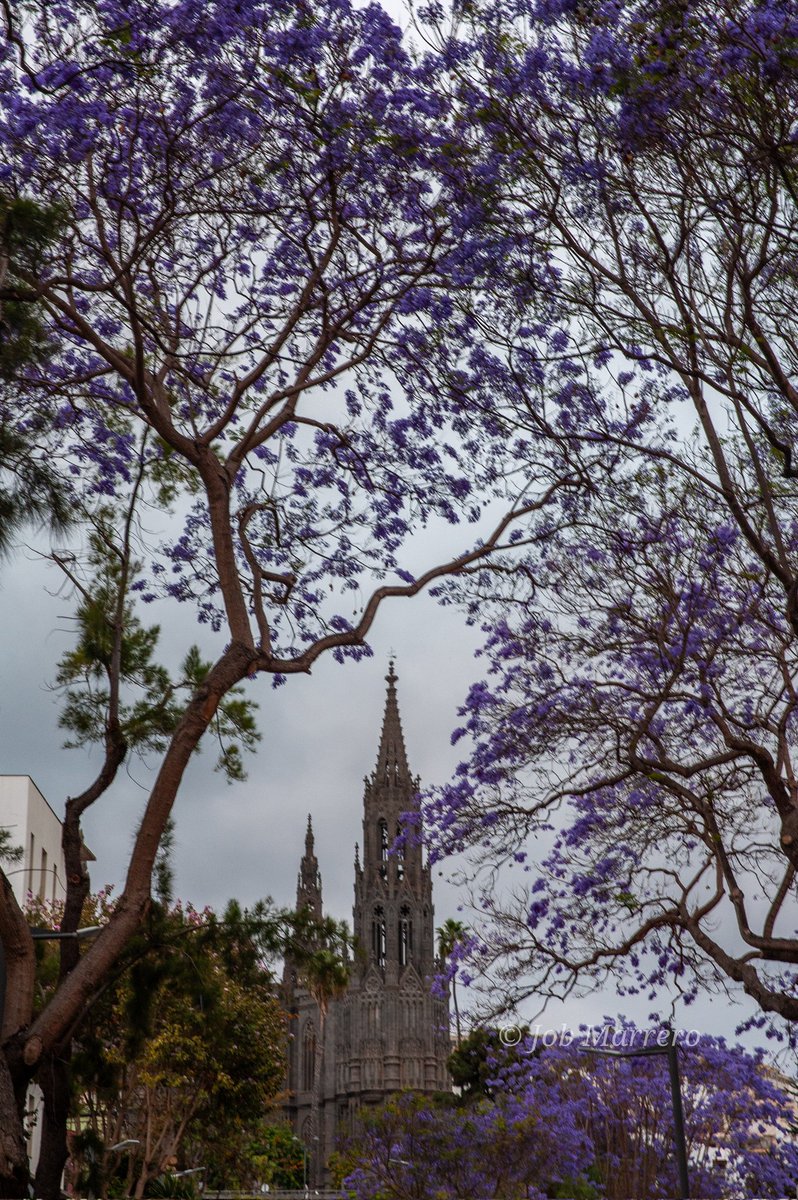 ¡Buenos días!
Jacarandas #Arucas #GranCanaria #IglesiaSanJuanBautista