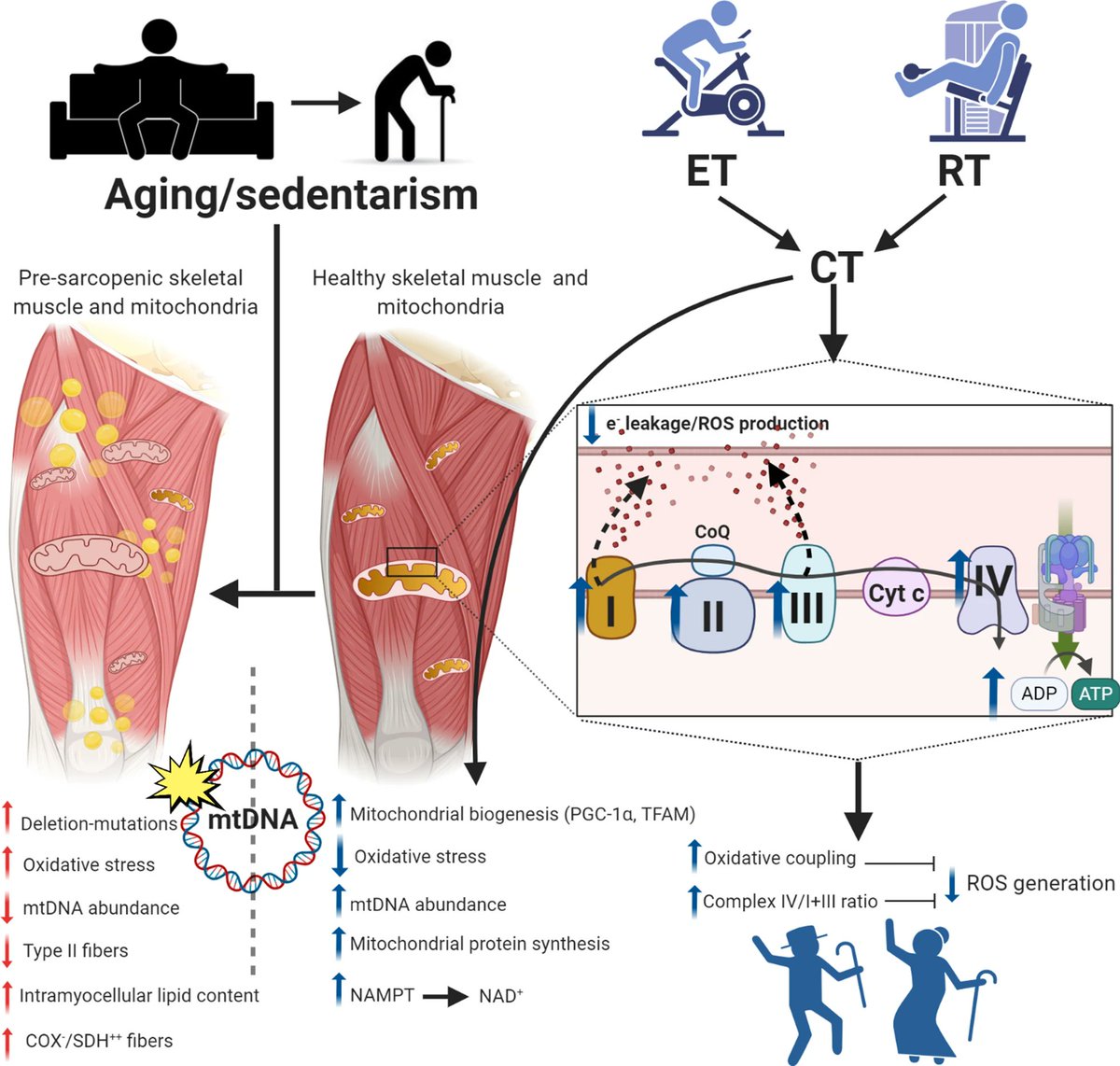 Entrenamiento concurrente protege las #mitocondrias y previene la #sarcopenia al mejorar el flujo electrónico y la acoplación oxidativa mitocondrial 💪🏃‍♂️🔋

🆓…nslational-medicine.biomedcentral.com/articles/10.11…