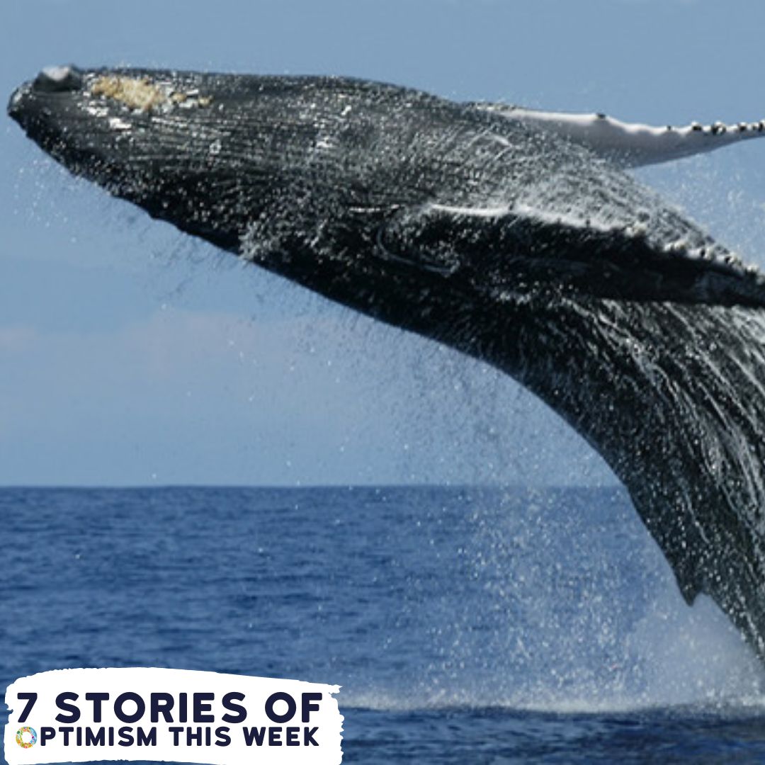 On this week's #ConservationOptimism Round-Up, witness the remarkable resurgence of giraffe populations in Chad's Zakouma National Park, the vital role of beavers in fighting climate change &amp; the resurgence of the Antarctic blue whales among other stories

buff.ly/3JXyoYJ