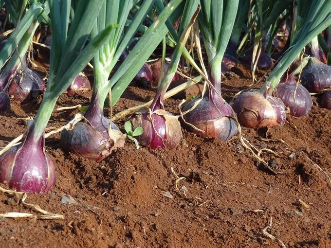 500kg of red onions are available in @RusiziDistrict , Muganza sector at 1000 Rwf/kg. Buy from a farmer today by visiting ehaho.rw/products/enwhi…… or call us at +250786506040