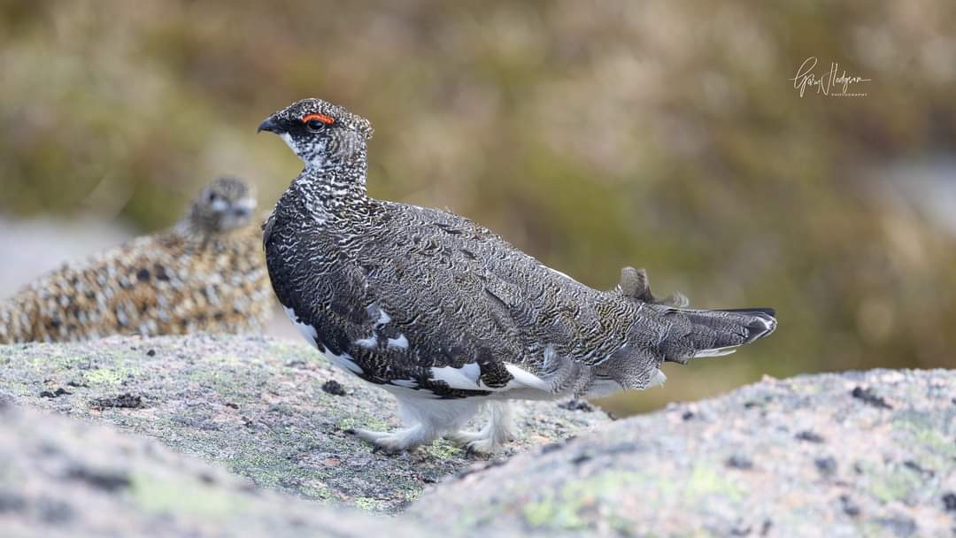 Male & Female Ptarmigan,  stunning birds especially this time of the year. 
Cairngorms, Saturday 11th May
#wildlifephotography #Ptarmigan #NaturePhotography #mountains #photooftheday #springtime #springwatch
