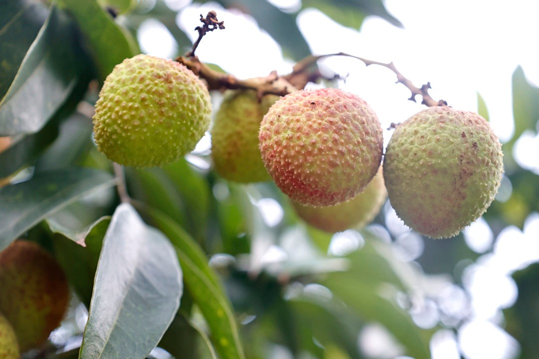 PuebloEnLnea's tweet photo. Los #lichis se venden muy bien en el distrito Zengcheng de Guangzhou, provincia de #Guangdong, en el sur de China, donde los lugareños pueden comprar estas frutas frescas y deliciosas a tiempo para disfrutar de un capricho a principios del verano. #ChinaAgricultura https://t.co/7o5Yl2EODz