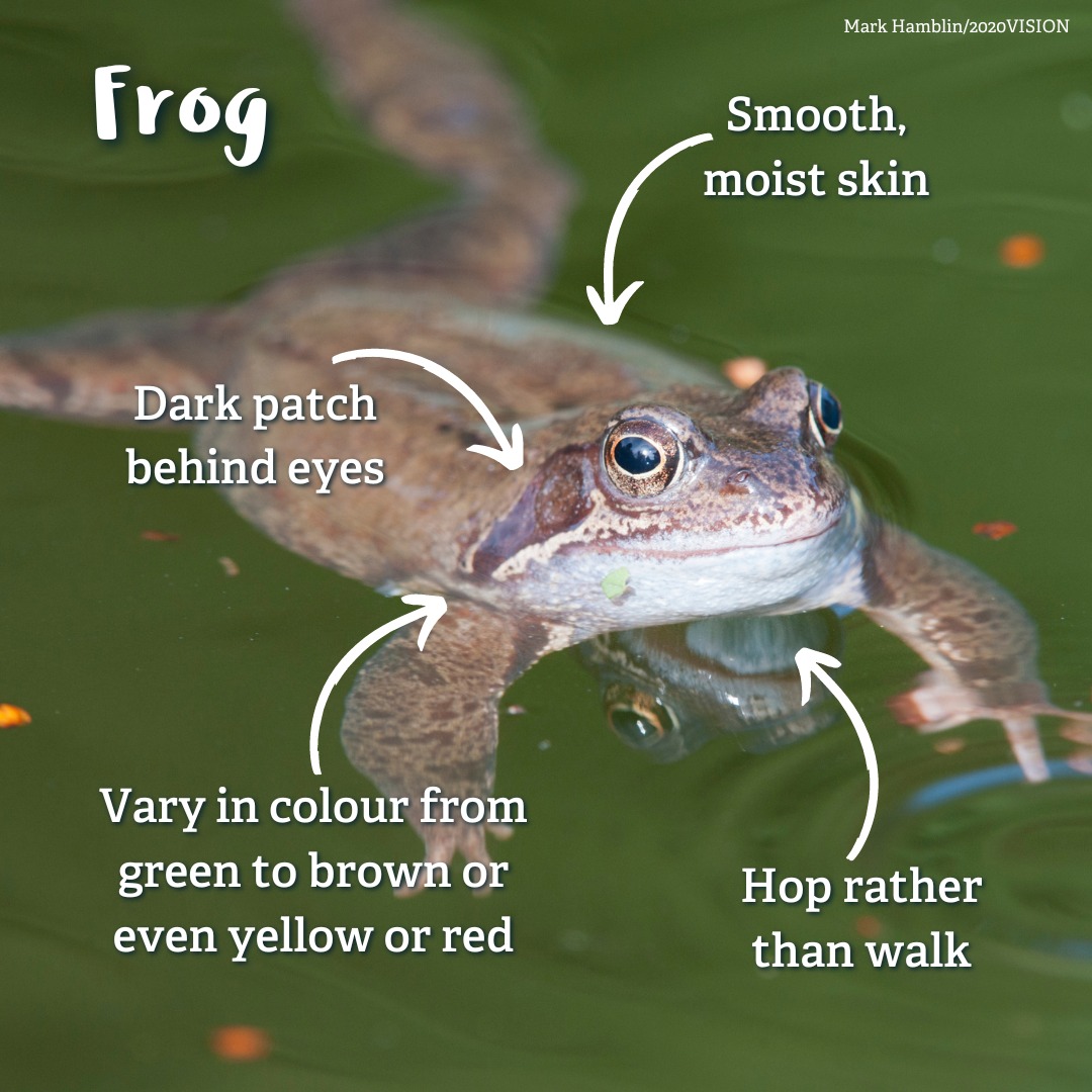 TOAD-ally confused? 🤔 It might seem impossible to tell the difference between common frogs and common toads, but there are a couple of key differences you can look out for 🐸