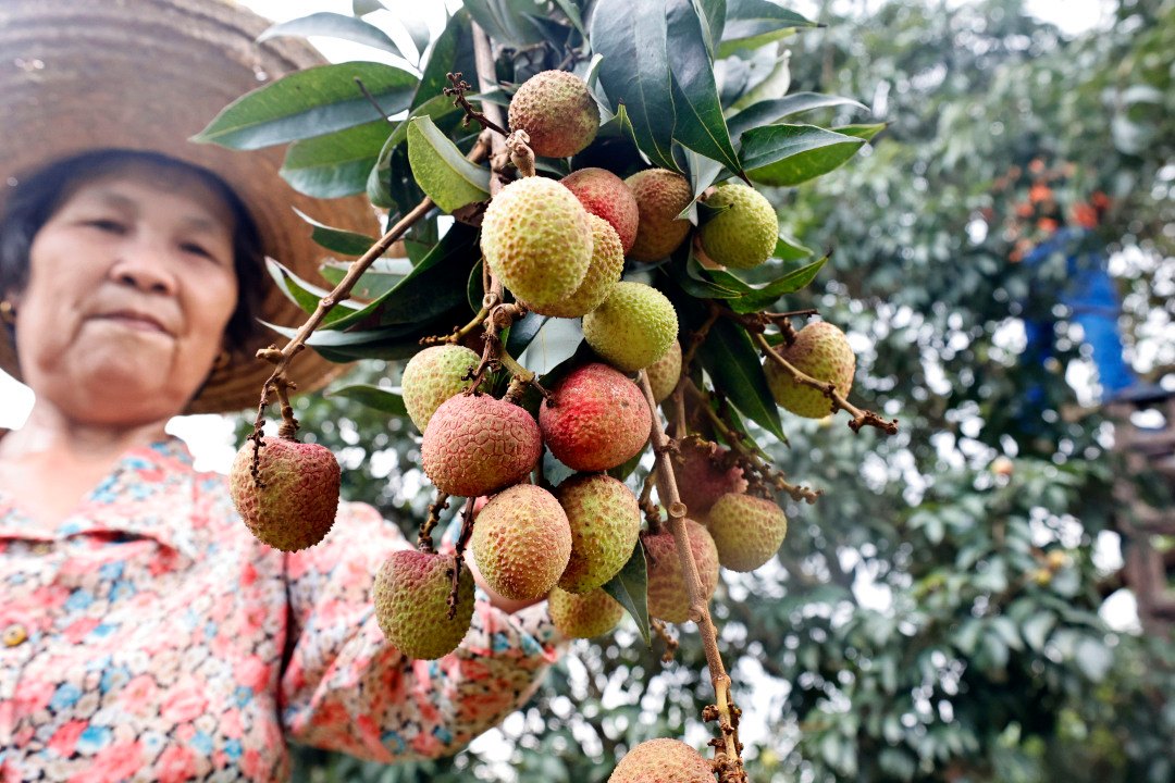 PuebloEnLnea's tweet photo. Los #lichis se venden muy bien en el distrito Zengcheng de Guangzhou, provincia de #Guangdong, en el sur de China, donde los lugareños pueden comprar estas frutas frescas y deliciosas a tiempo para disfrutar de un capricho a principios del verano. #ChinaAgricultura https://t.co/7o5Yl2EODz