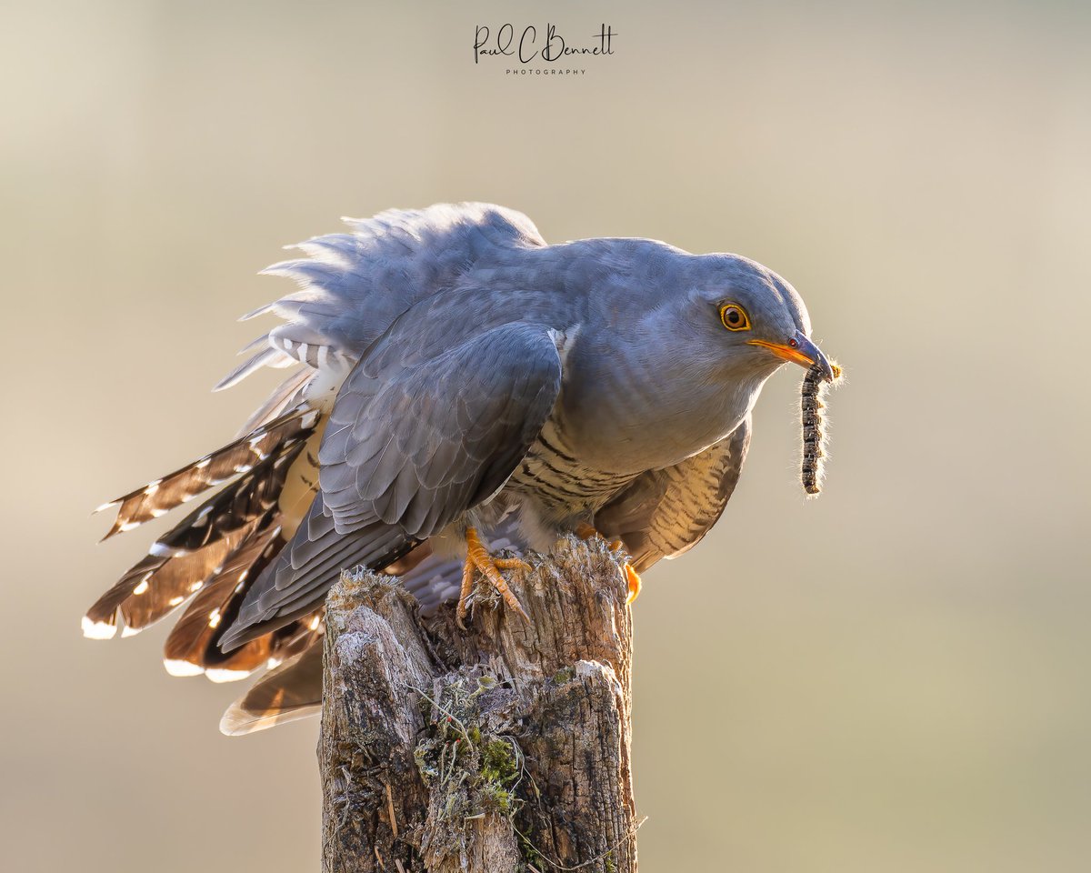They're back !!!
The Cuckoo and the Catterpillar.
#cuckoo #BBCWildlifePOTD #bbccountryfilepotd 
#migration #paulcbennettphotography