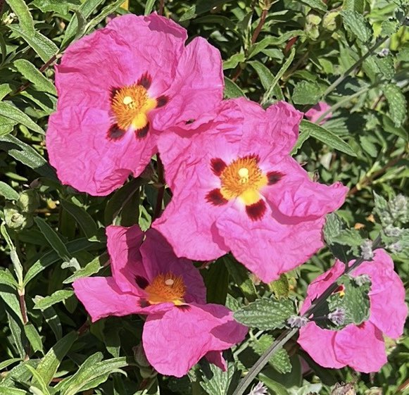 Cistus are doing it for themselves.
