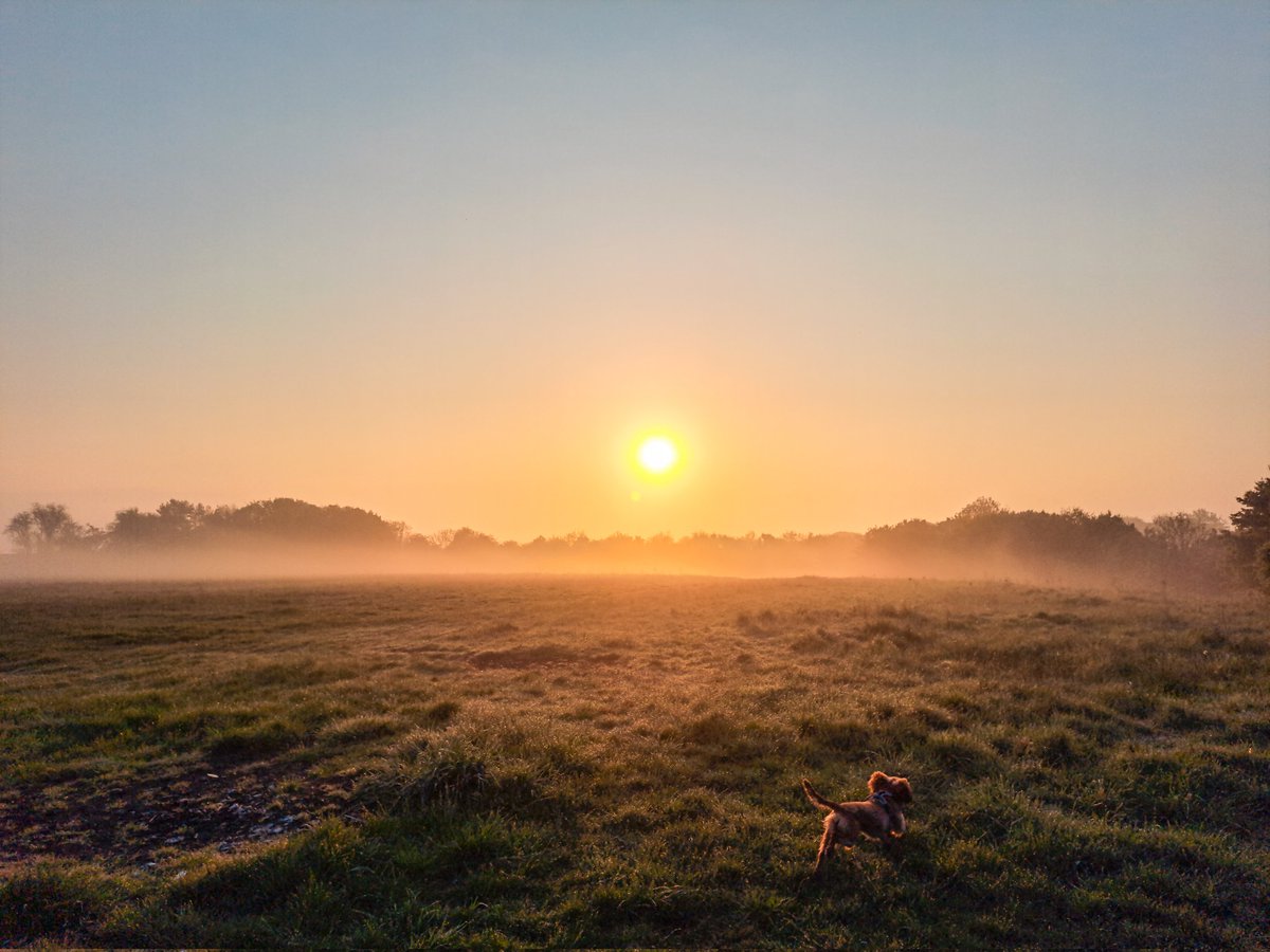 Lee Stoneman (@lphotogr) on Twitter photo Nice misty sunrise on this mornings dog walk. #dog #cocker #sunrise <a href="/ThePhotoHour/">#ThePhotoHour</a> <a href="/StormHour/">#StormHour</a> Nice misty sunrise on this mornings dog walk. #dog #cocker #sunrise <a href="/ThePhotoHour/">#ThePhotoHour</a> <a href="/StormHour/">#StormHour</a>