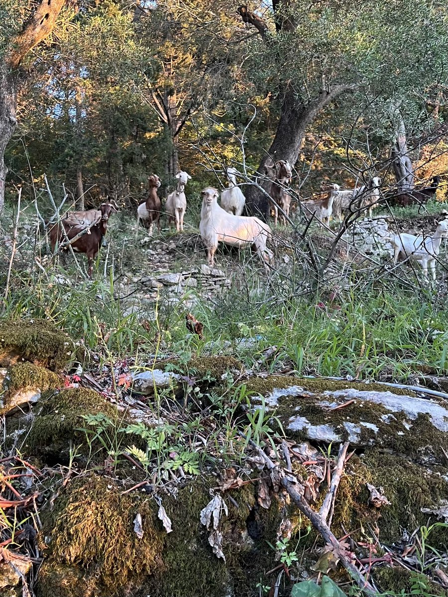 Elizabeth Speller tweet media