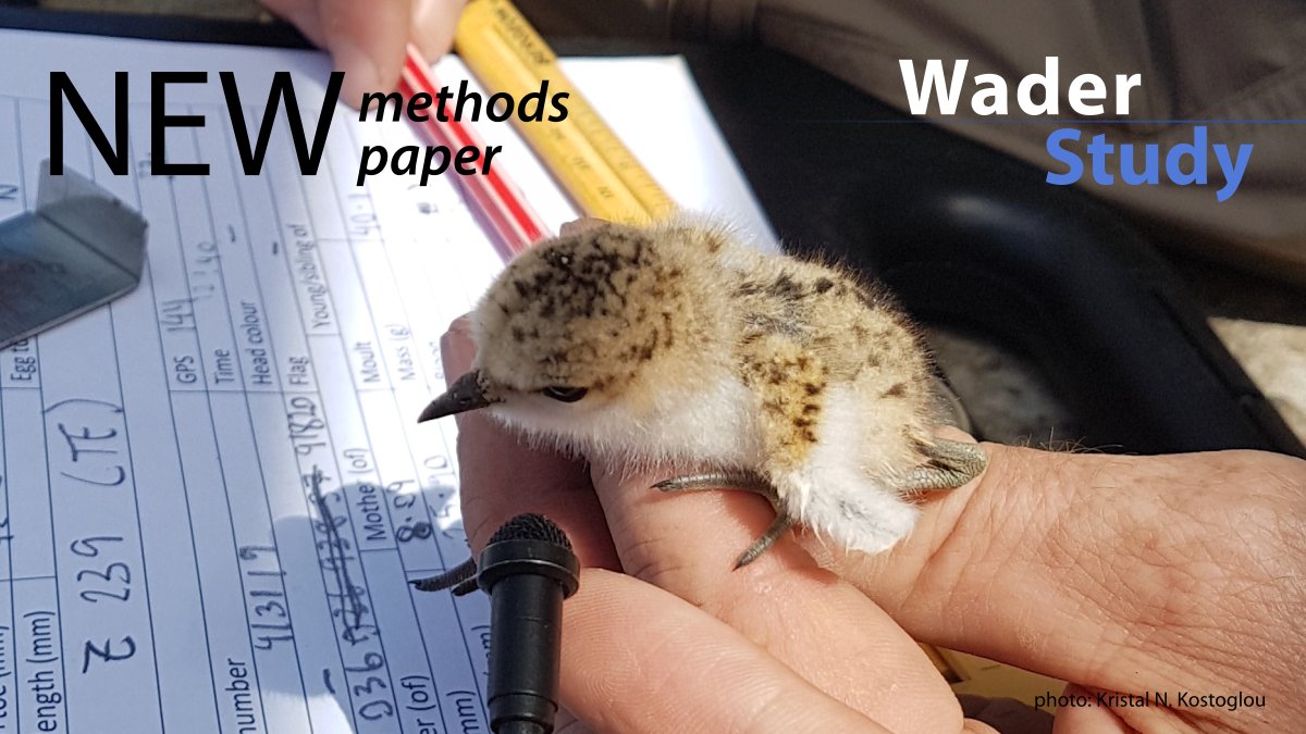 Protocols for recording embryonic and chick vocalisations from shorebirds by @_Kristal_K et al. waderstudygroup.org/article/17849/ #waders #shorebirds #ornithology
