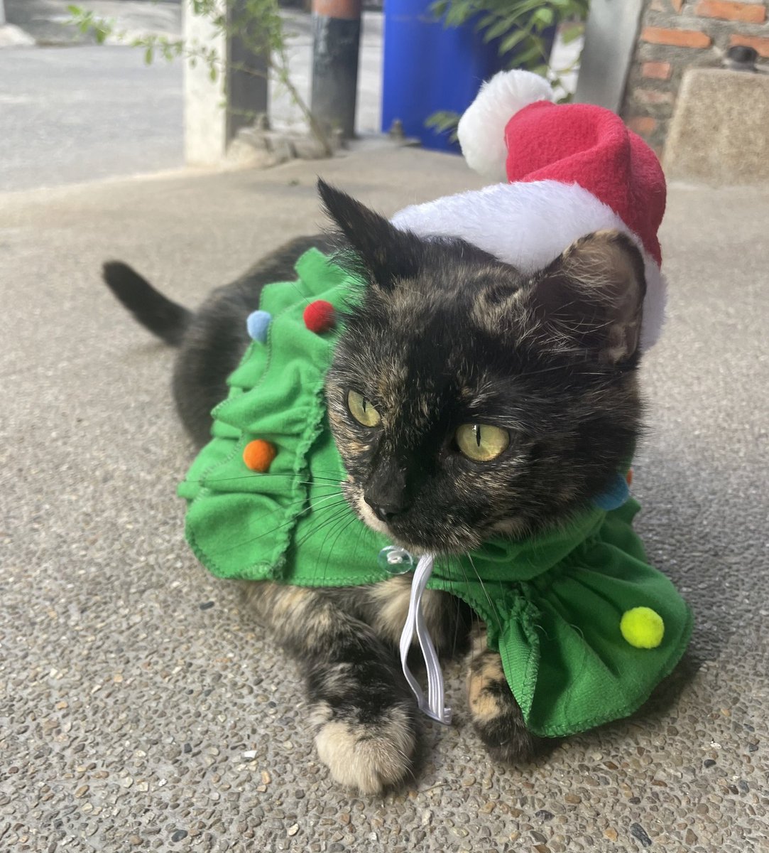 Pls RT หาบ้านให้แมวแก่ค้าบ 
- เพศเมีย
- ทำหมันแล้ว
- ใช้กระบะเป็น
- นิสัยดี ขี้อ้อน
- มีสมุดวัคซีน
น้องเป็นแมวจรที่เราชุบเลี้ยงไว้ แต่กำลังจะย้ายบ้านเลยเอาไปด้วยไม่ได้ค่ะ อยากให้มีบ้านดีๆสักที
#หาบ้านให้แมว #แมวจรหาบ้าน