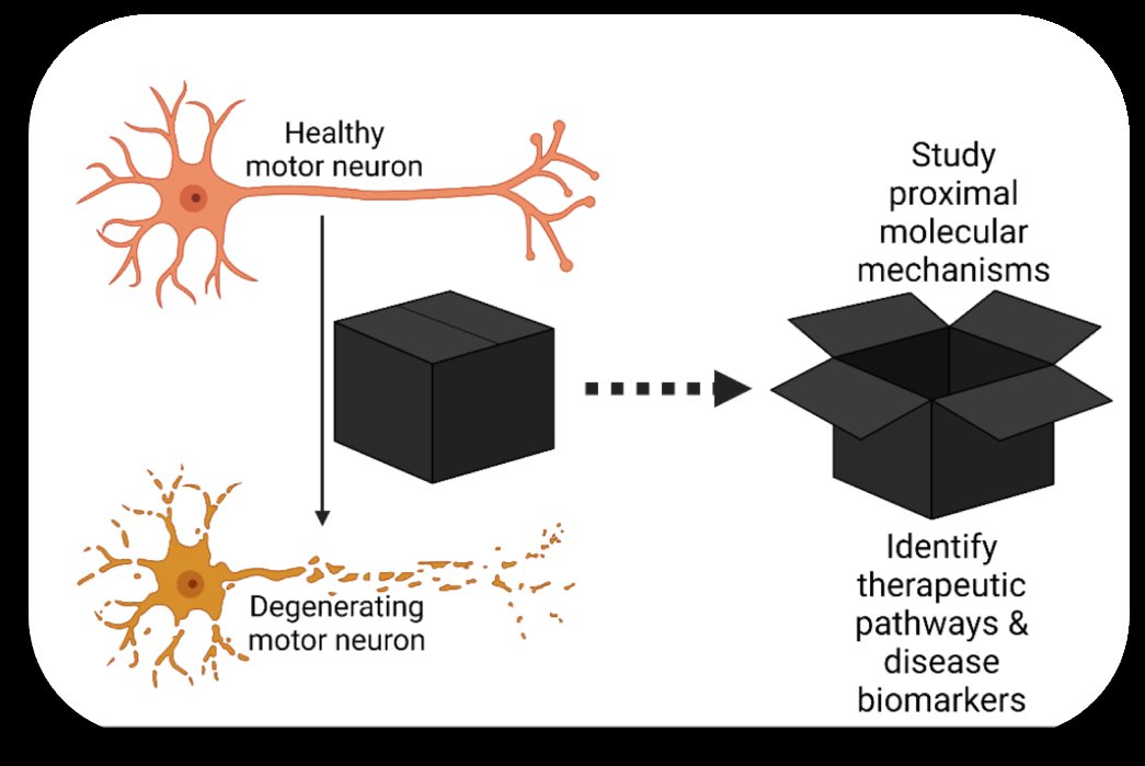 #NewProfile #ALS #MND Unravelling the role of cell signalling in our molecular mechanistic understanding of amyotrophic lateral sclerosis/motor neuron disease ppu.mrc.ac.uk/research/princ…