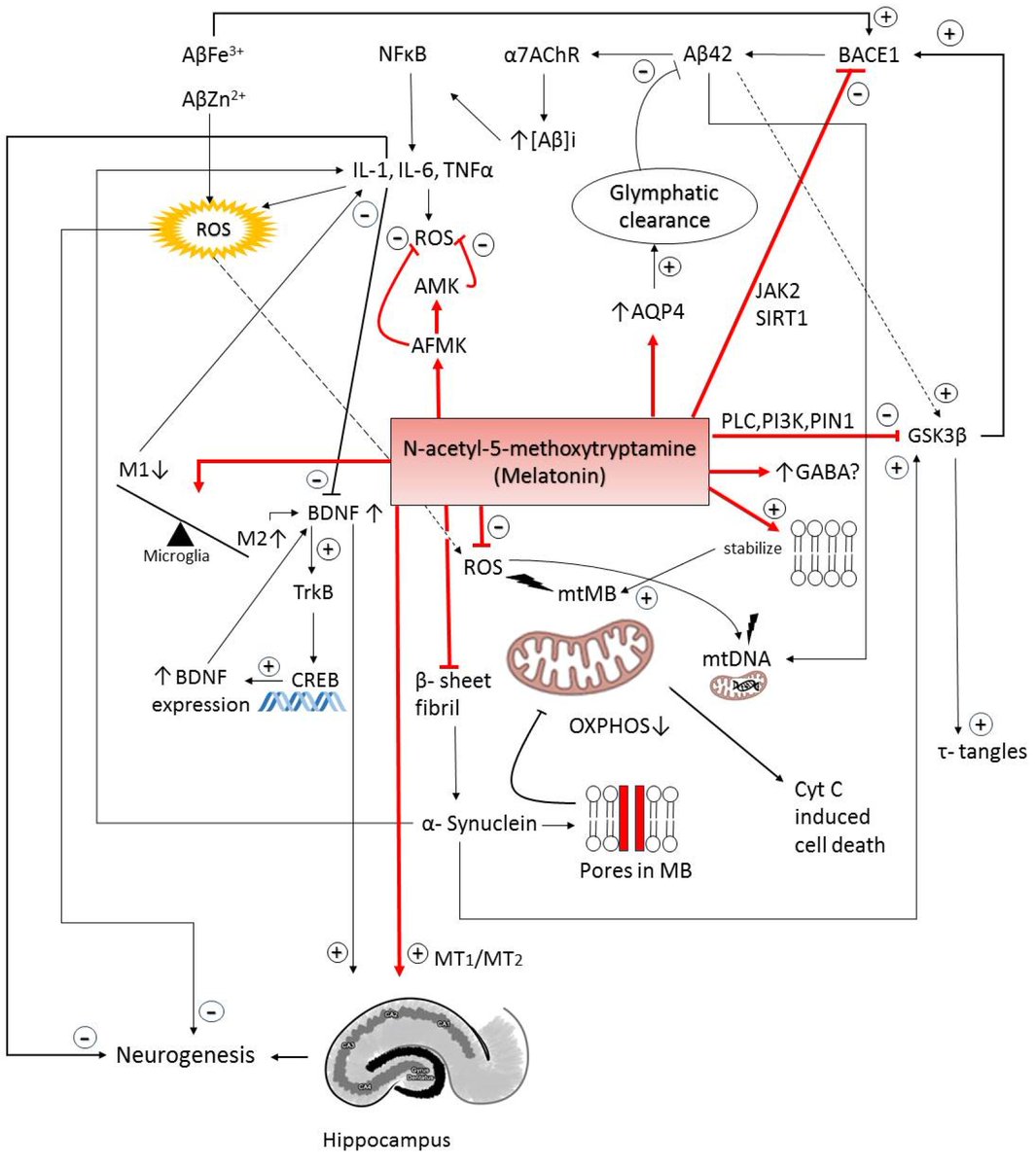 The Vital Role of #Melatonin and Its Metabolites in the #Neuroprotection and Retardation of #Brain #Aging
mdpi.com/2781050