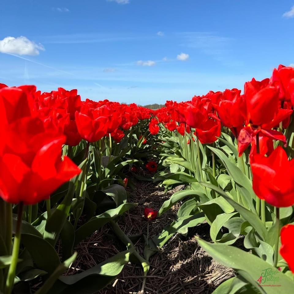 🌷we are in red tulip heaven ❤️.     #time4tulips #flowerhunting #flowers #flowerfield #tulpen #tulipheaven