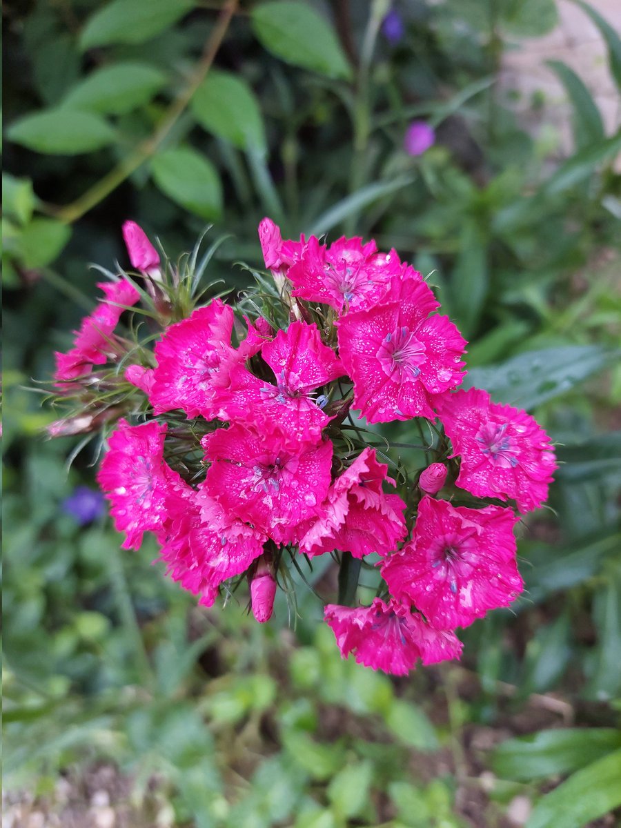 Dianthus barbatus for #MagentaMonday #garden #mygarden #May #flowerphotography #GardeningX Good start of the week!! 🌿🌸🌿🌸🌿