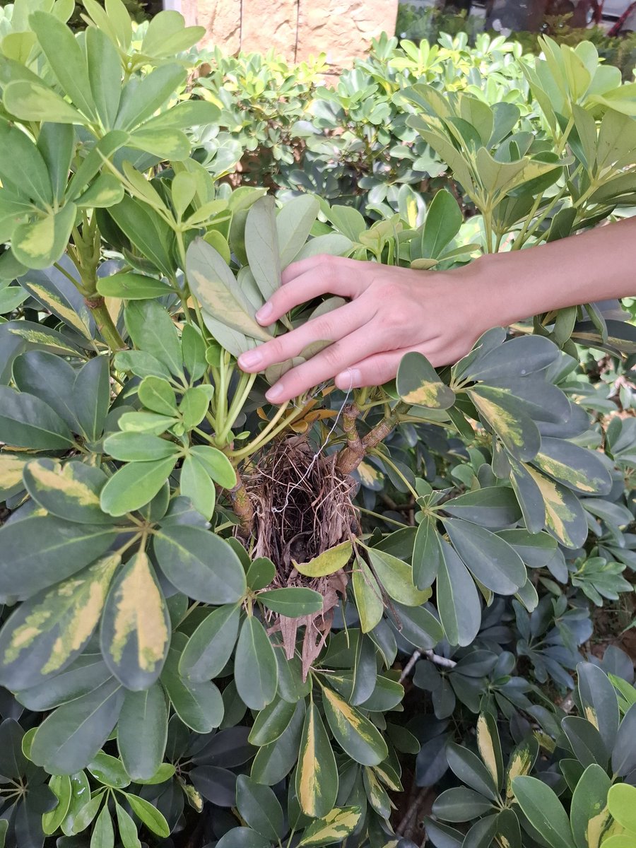 PremzCuriosities (@premzcuriositi1) on Twitter photo Some specimens we captured and released for Y8 Ecosystems. Found a bird's nest. Used Google lens for identification & discussed possible birds that made the nest <a href="/HISScienceNow/">HISScience</a> Some specimens we captured and released for Y8 Ecosystems. Found a bird's nest. Used Google lens for identification & discussed possible birds that made the nest <a href="/HISScienceNow/">HISScience</a>