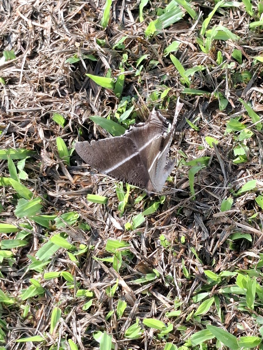 PremzCuriositi1's tweet photo. Some specimens we captured and released for Y8 Ecosystems. Found a bird's nest. Used Google lens for identification &amp; discussed possible birds that made the nest @HISScienceNow https://t.co/ZekvmvpxFT