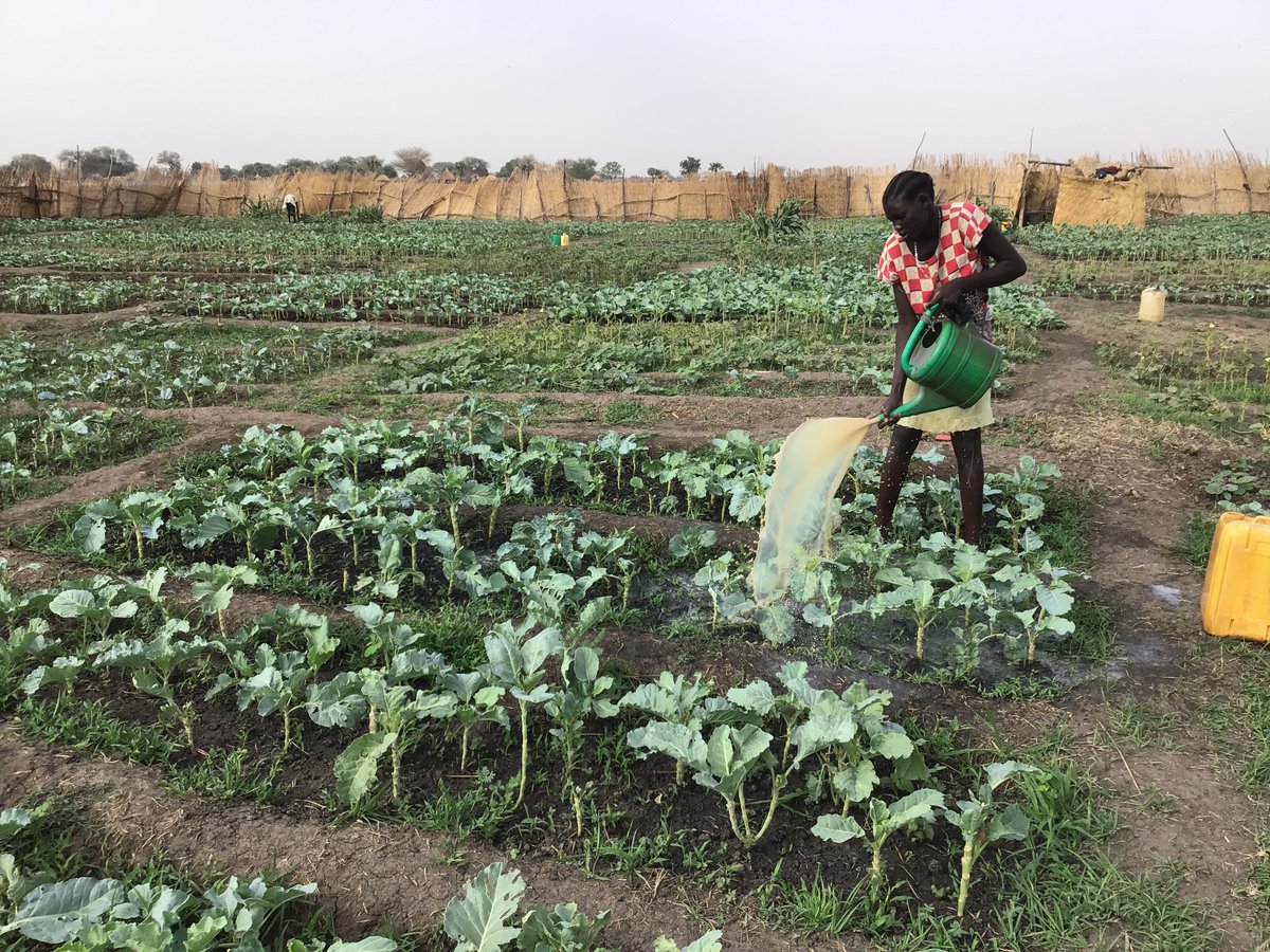 Through the Resilient #Agricultural #Livelihoods project, @FAO trained beneficiaries at Yargot in Aweil on good agricultural practices & they are now reaping the rewards of their hard work. Supporting #Resilience and #Sustainability in agriculture for thriving livelihoods!