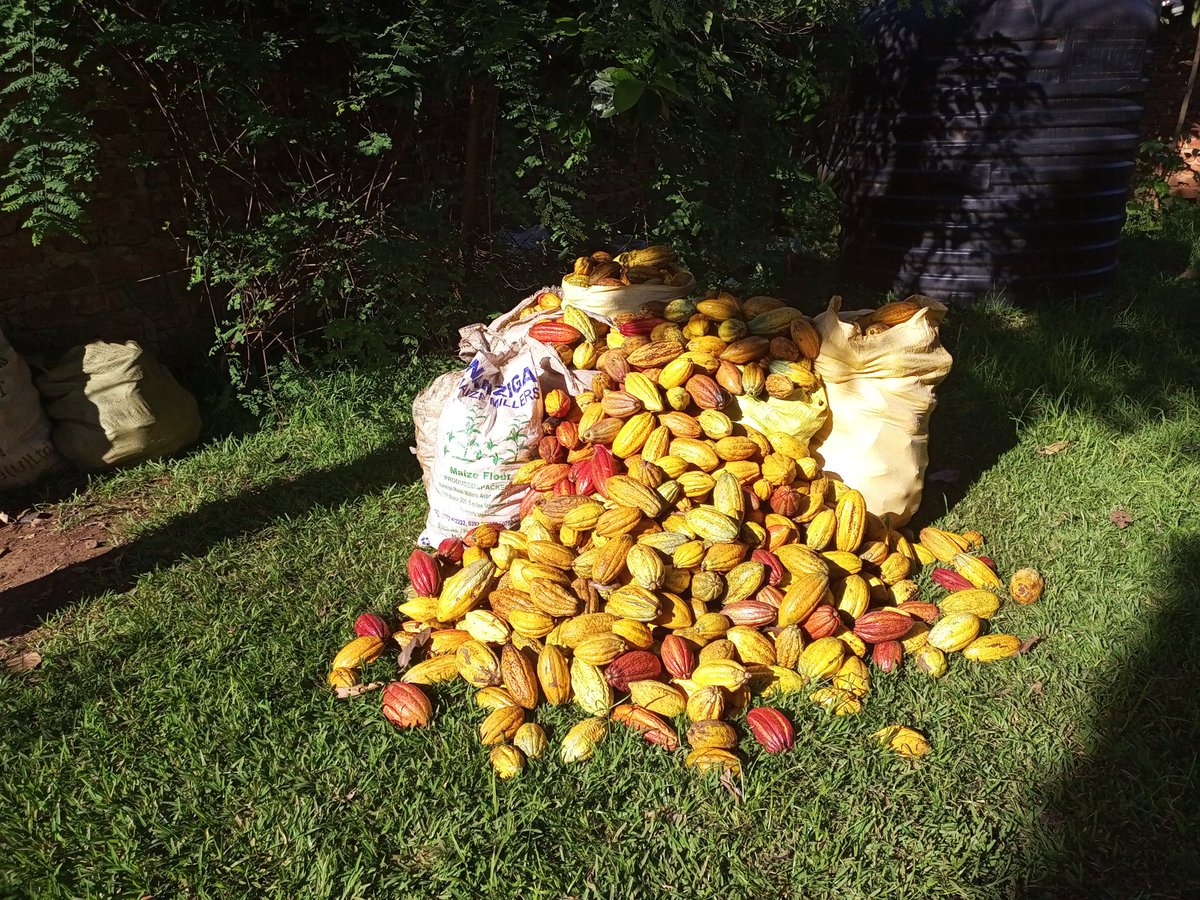 At 1,107kg, this round maintains the ongoing high cocoa yield, and though the price has dipped a little, it's still 300% higher than a year ago. Good times 😊
#organic #Cocoa #Uganda